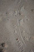 Dragon tracks
