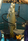 Barramundi