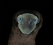 Booby