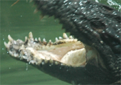 croc 