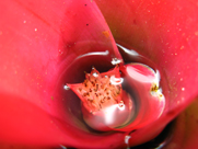 scarlet bromeliad 
