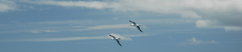 birds