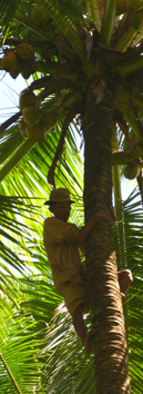 coconut