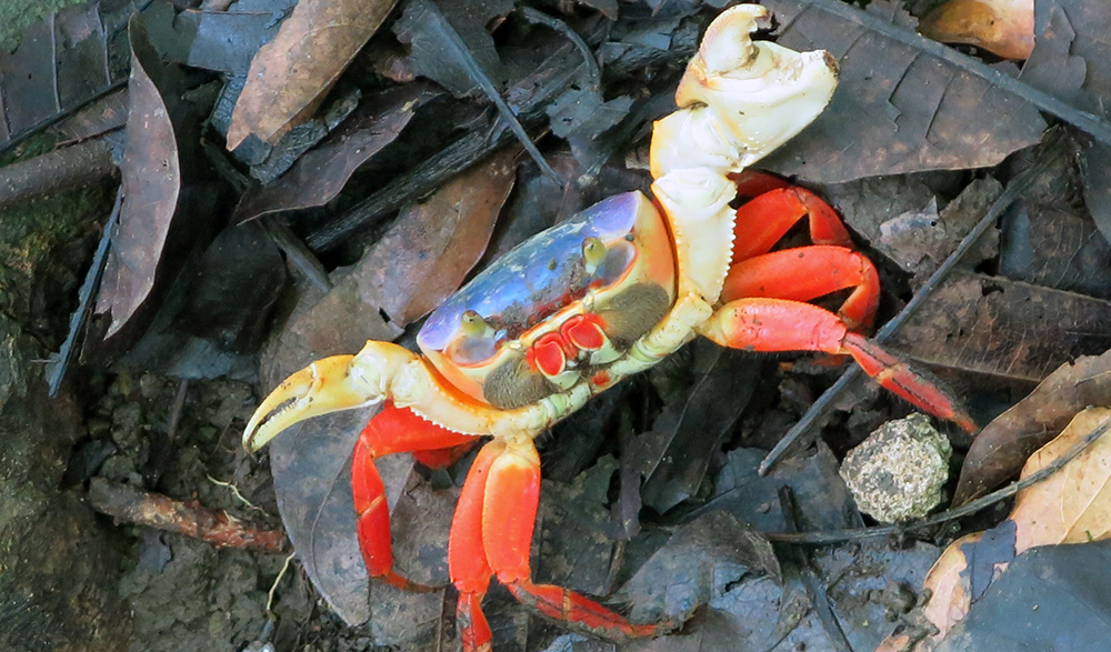 Halloween crabs are feisty little creatrues