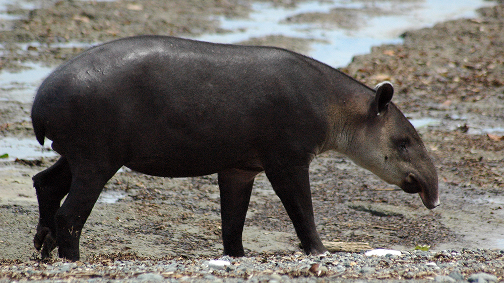 We watched the tapir on the beach for ages, it was still there when we left