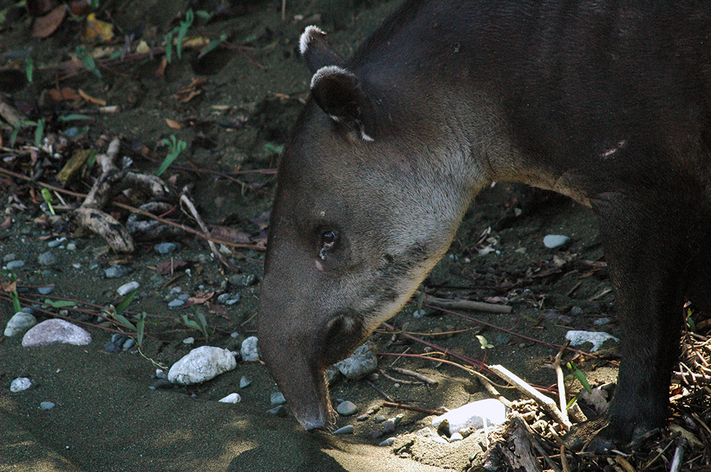 What a strange looking beat the tapir is