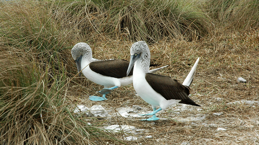 Blue footed Boobies doing their mating dance