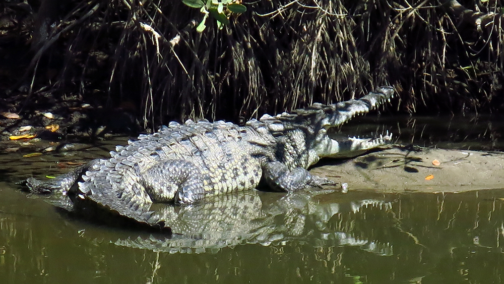 We didn't have to pay for the crocodile tour, this fella was posing at the river mouth