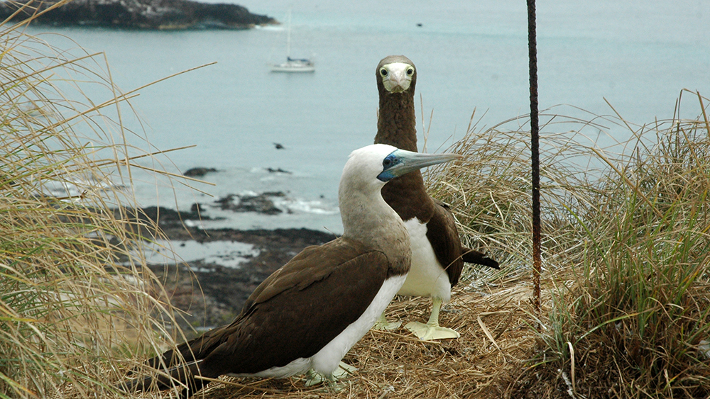 Green footed boobies with Distant Drummer in the bay behind