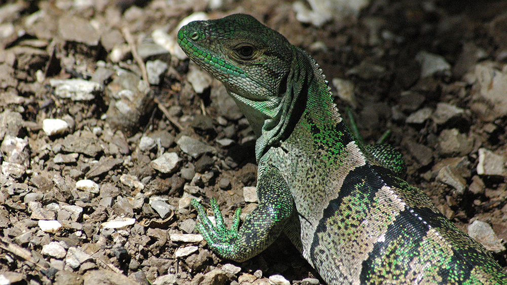 A green iguana at Curu National Park