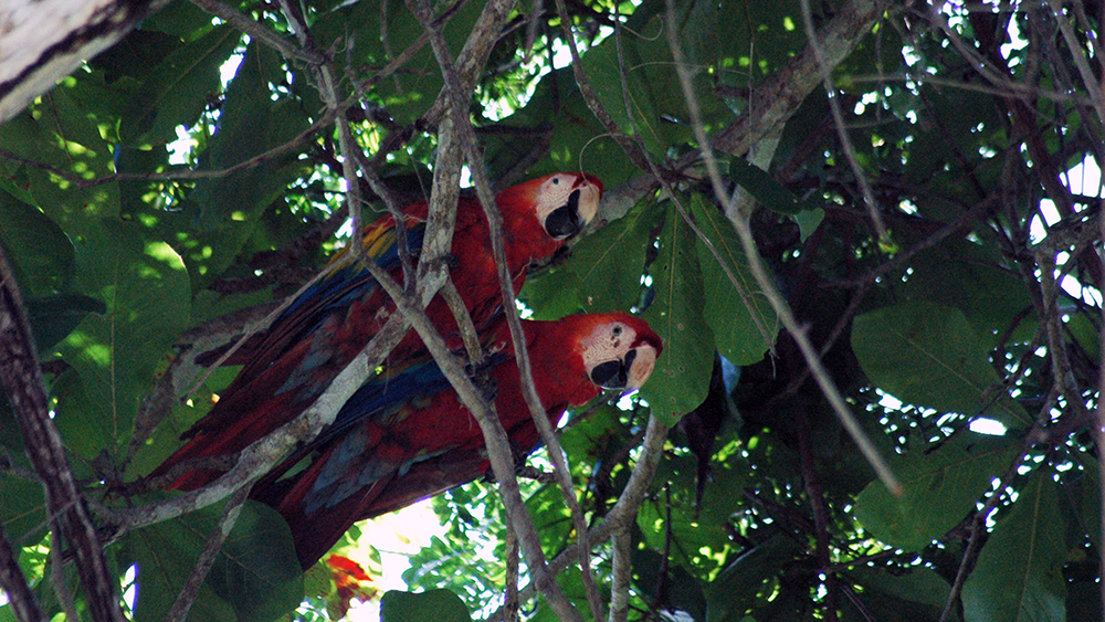 Finally got to see some macaws, reminds me of Dr. Doolittle!