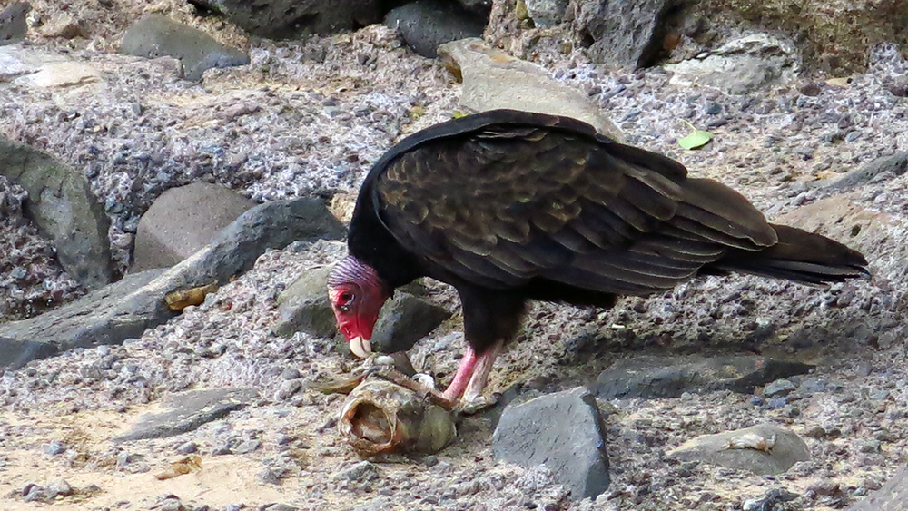 A vulture picking over a dead fish