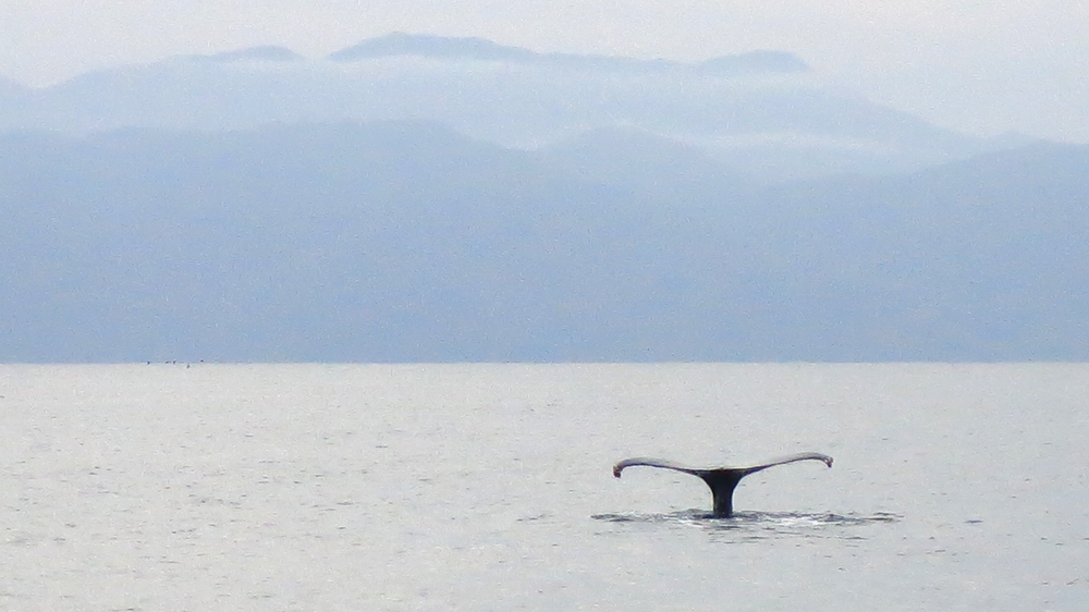 A humpback whale's tail in Bahia Banderas