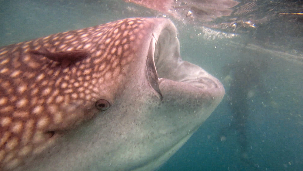 We had to be careful not to get sucked in to the massive mouth of the whale shark