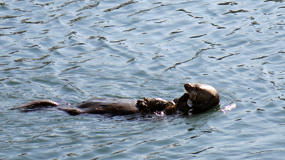 the sea otters in Morro Bay were so cute and playful, a delight to watch for hours