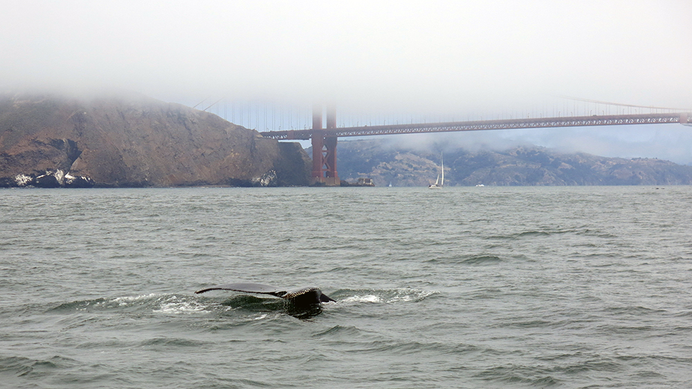 Seeing humpbacks under Golden Gate Bridge was an amazing experience