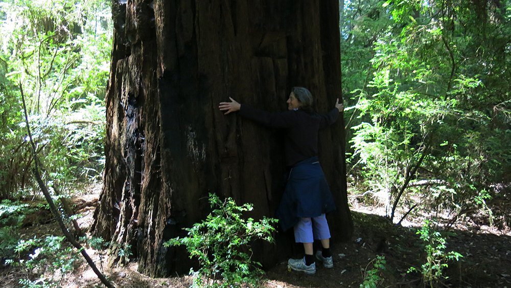 Hugging redwoods - it felt good!