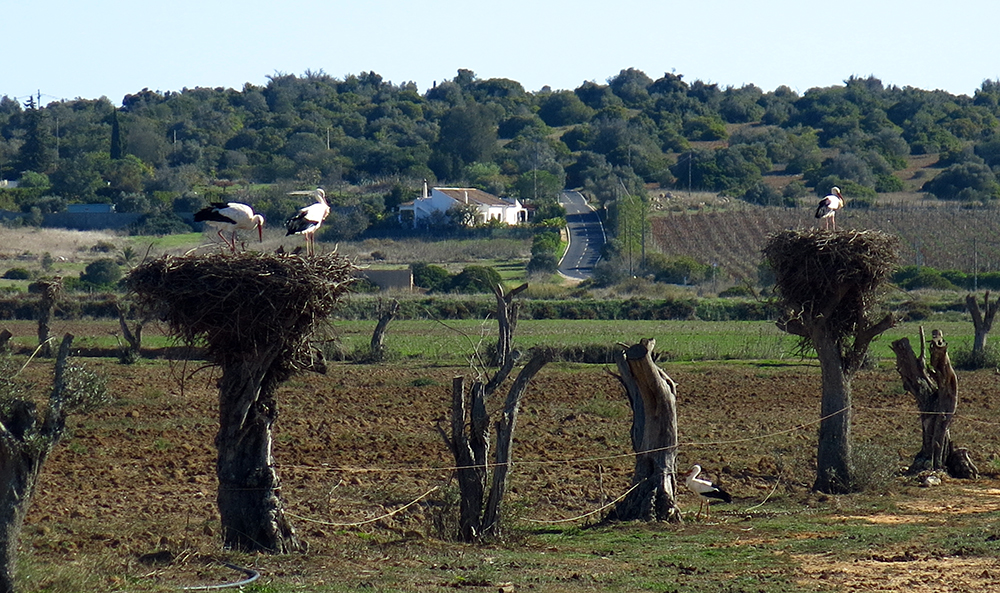 Storks nesting in the countryside outside Lagos, Portugal