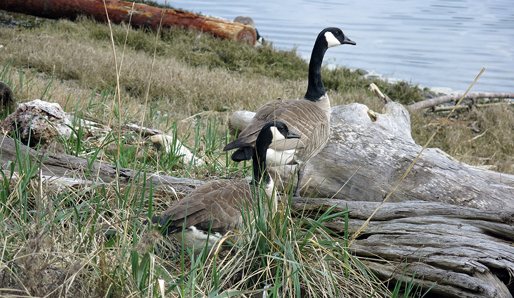 Canada geese - strayed over the border into the USA