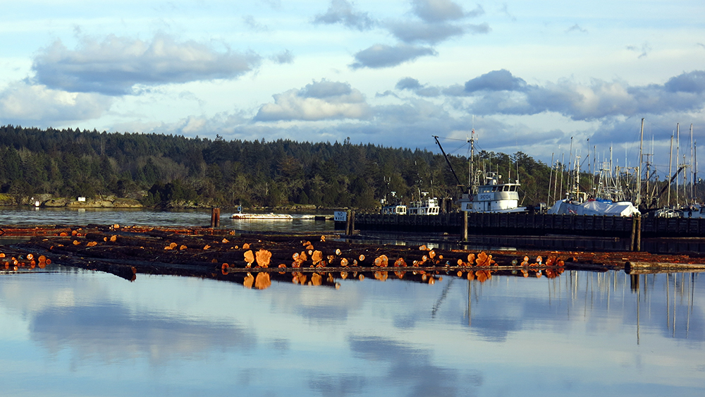 A raft of logs outside the marina in Ladysmith