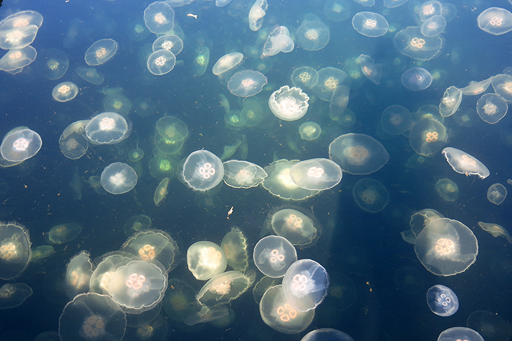 A jellyfish swarm at Pruthe Bay