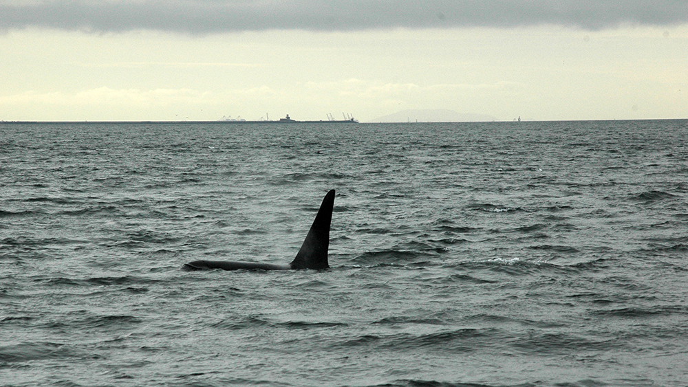 Our first sighting of an orca in English Bay, Vancouver
